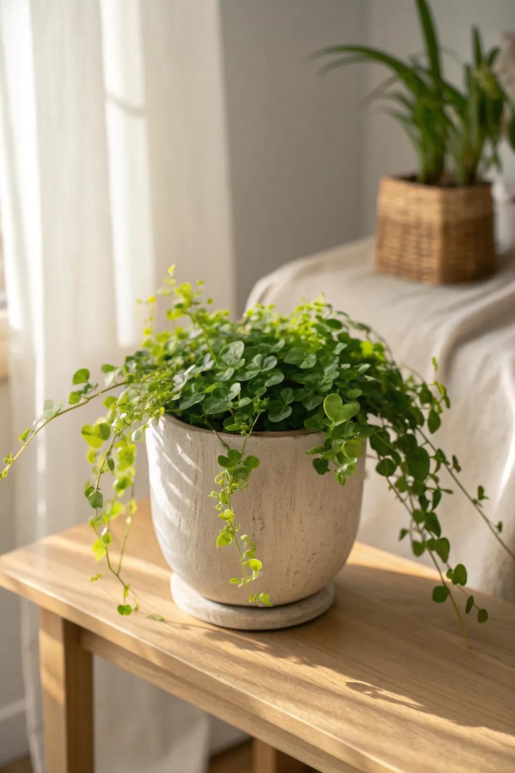 One pot, one plant: Creeping Jenny spilling over for an effortless small-space statement.