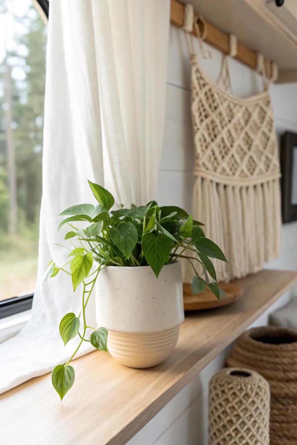A single trailing pothos adds easy, low-fuss life to any RV shelf—fresh, calm, and cozy.