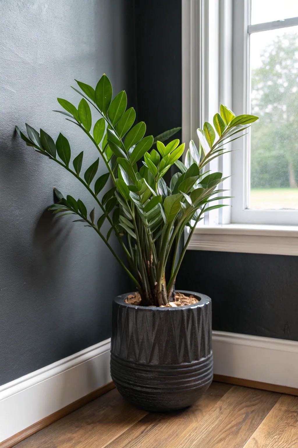 A bold, low-maintenance plant that softens dark masculine rooms without taking up space.