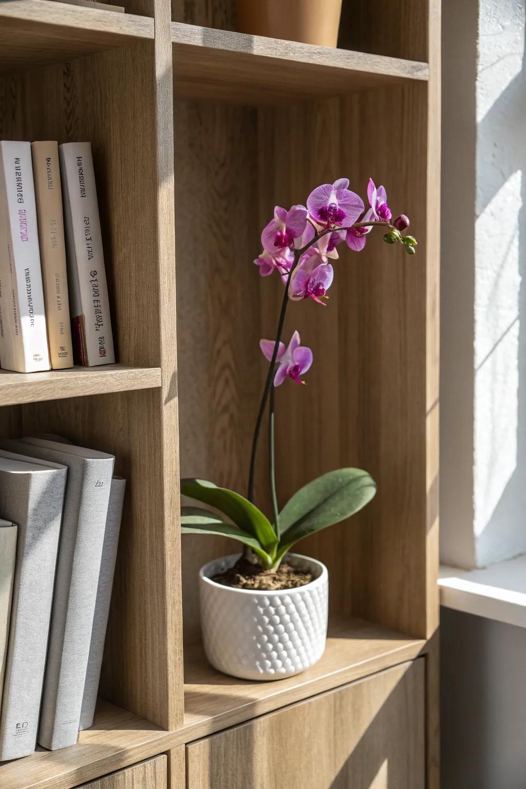 A mini orchid tucked into a bookshelf cubby for a bold pop of color—no extra surface needed.
