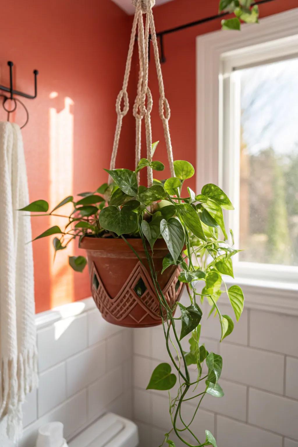 A trailing pothos in a terracotta hanger adds living color without taking up precious space.