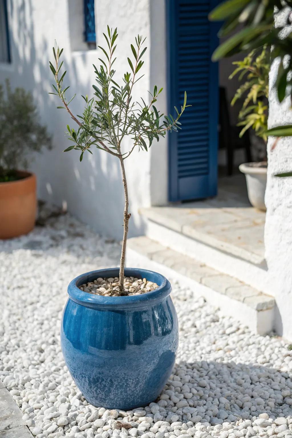 A single statement planter on crisp white gravel—instant courtyard texture with zero fuss.