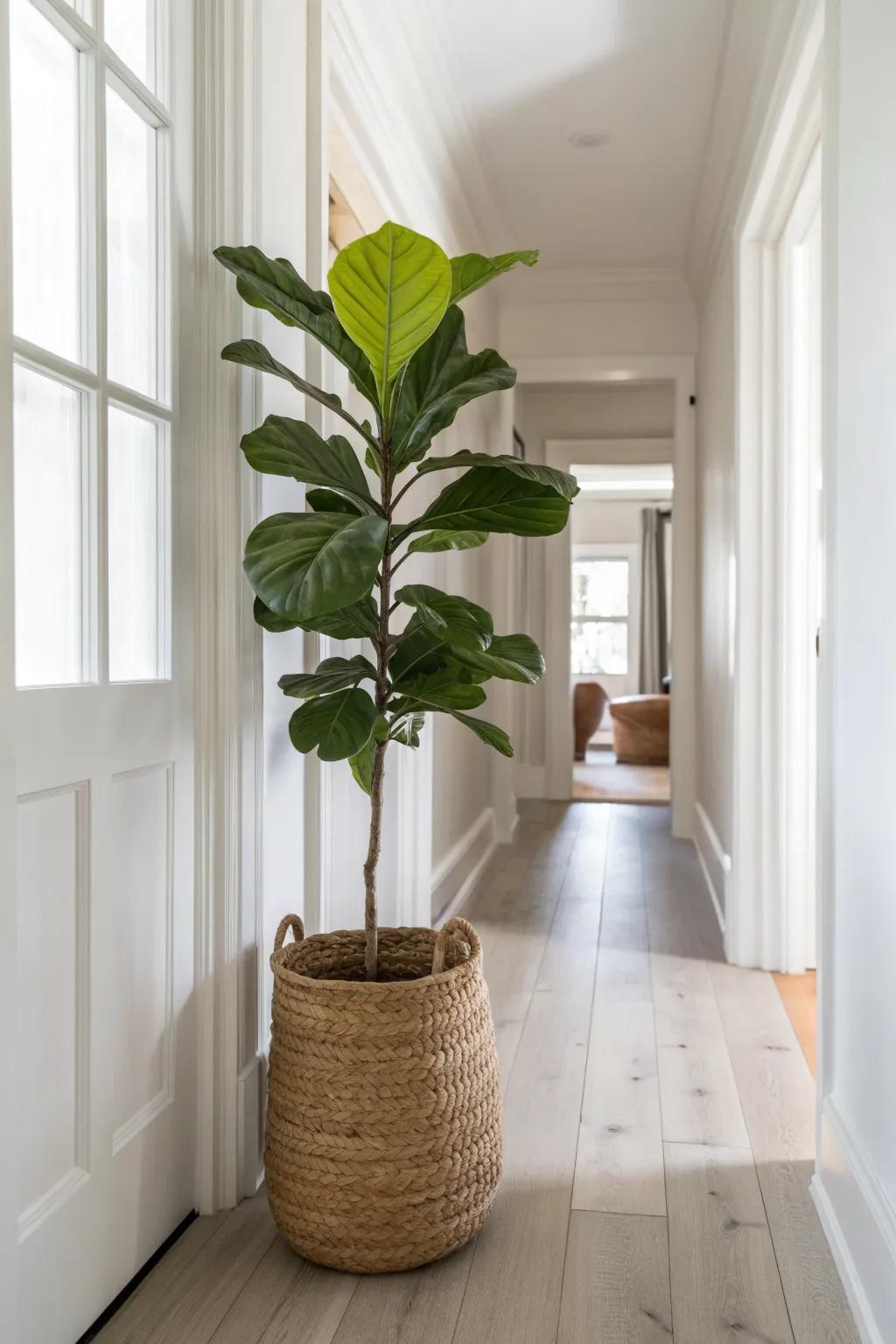 A tall floor plant at the hallway end creates a calm “destination” in small bedroom spaces.