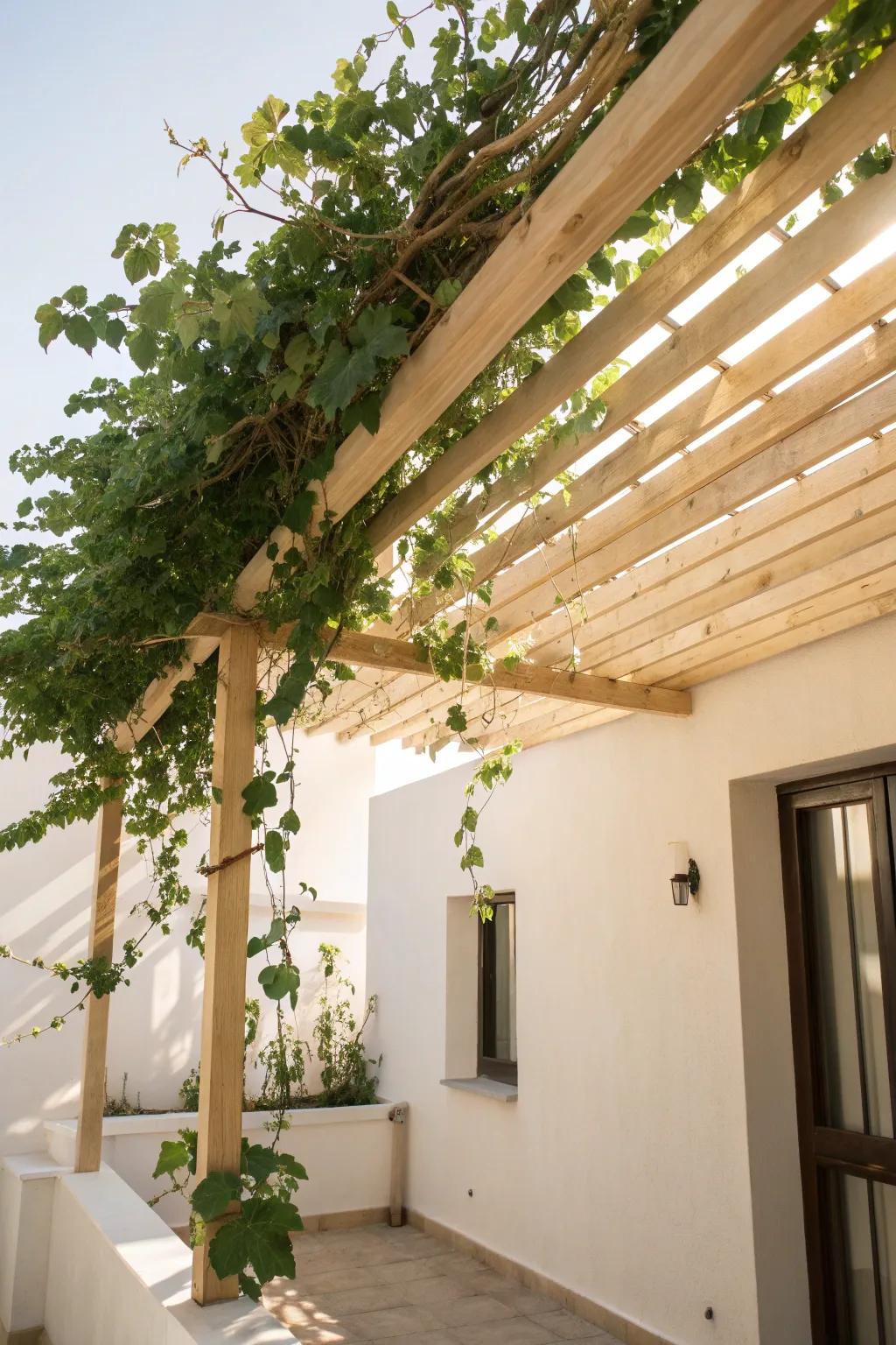 A simple trellis canopy with climbing vines creates leafy, dappled shade that deepens over time.