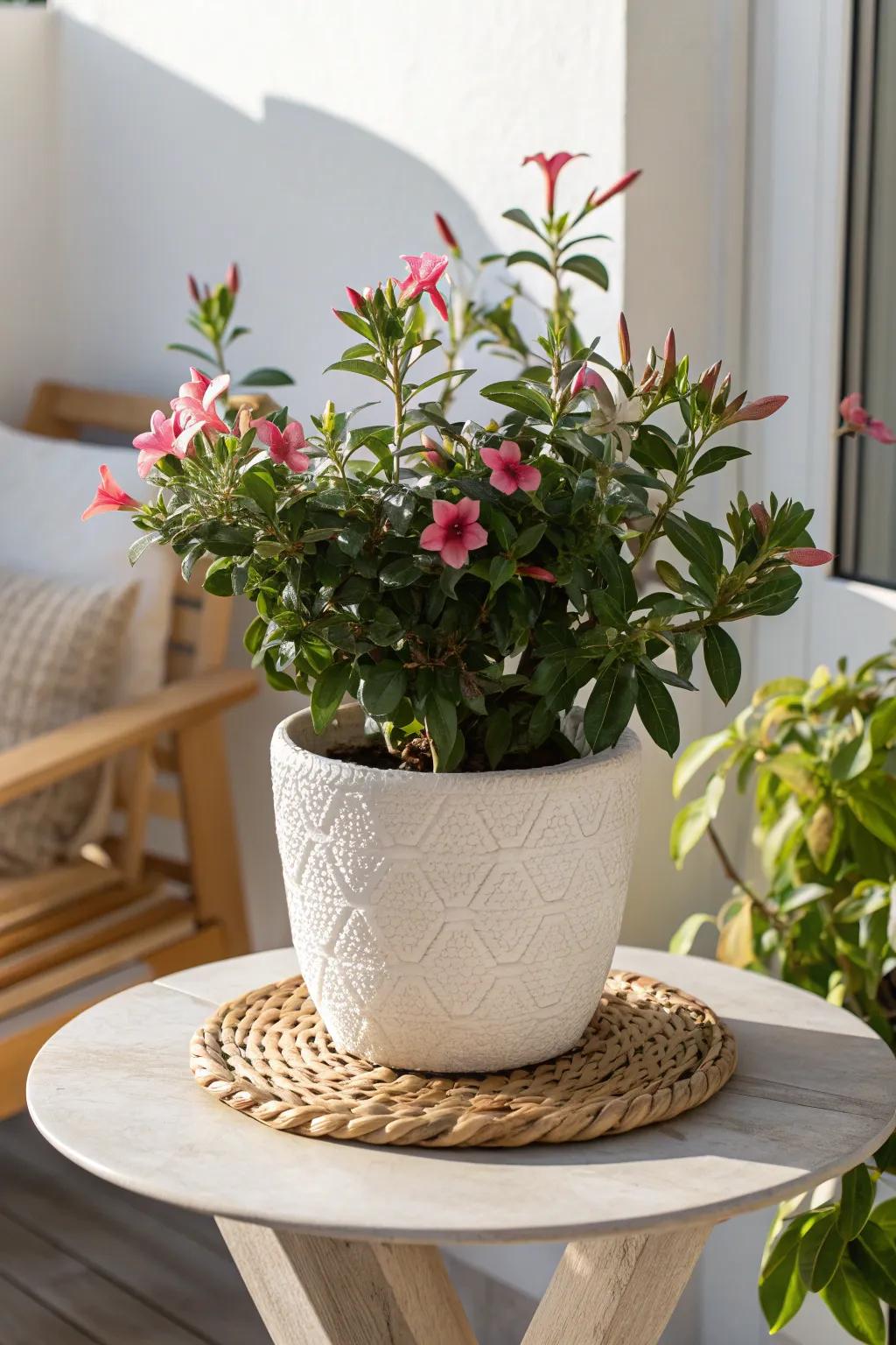 A single dipladenia pot turns the tiniest patio table into an instant outdoor centerpiece.