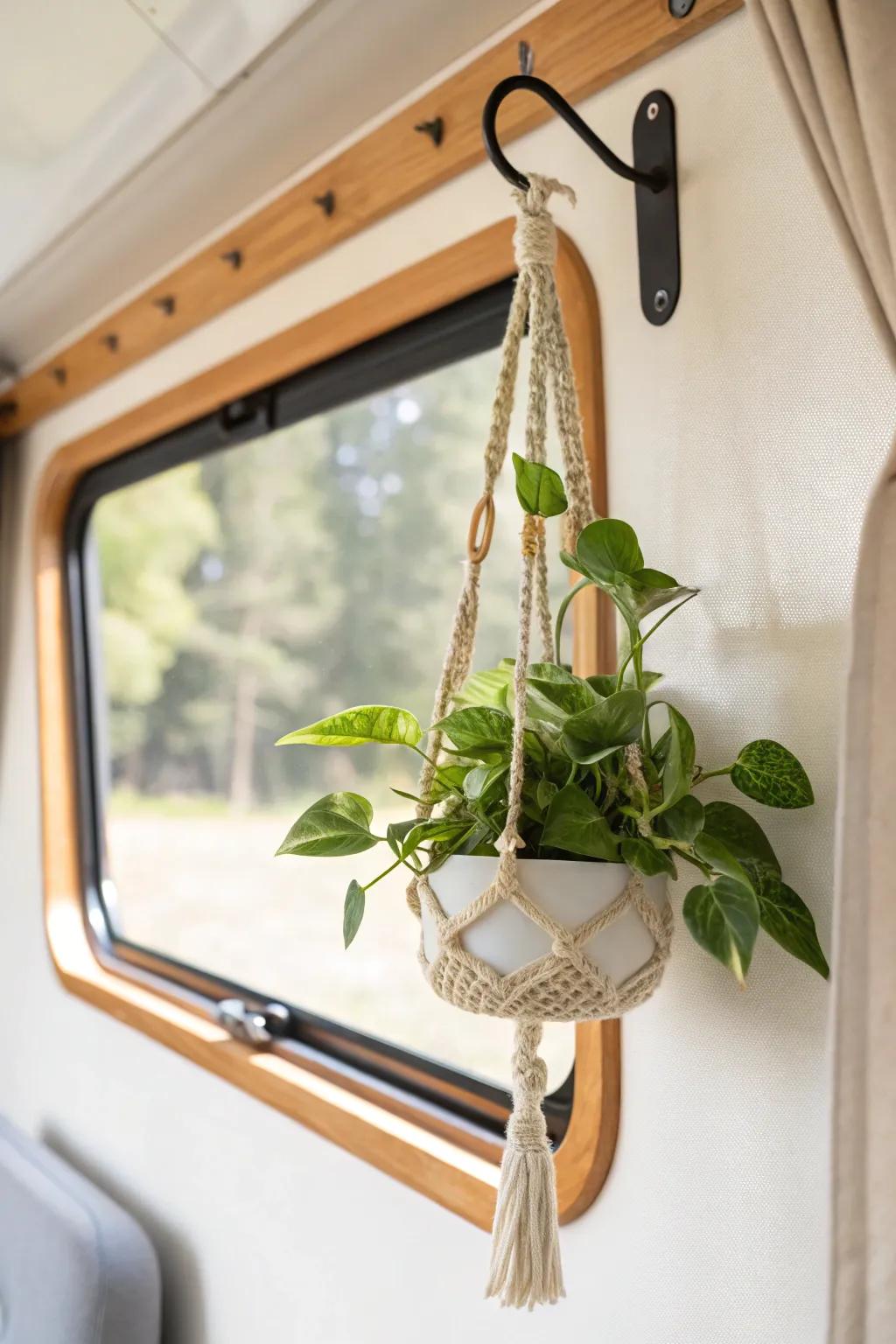 A sturdy hanging pothos adds fresh greenery to your camper—no tipping, even on turns.