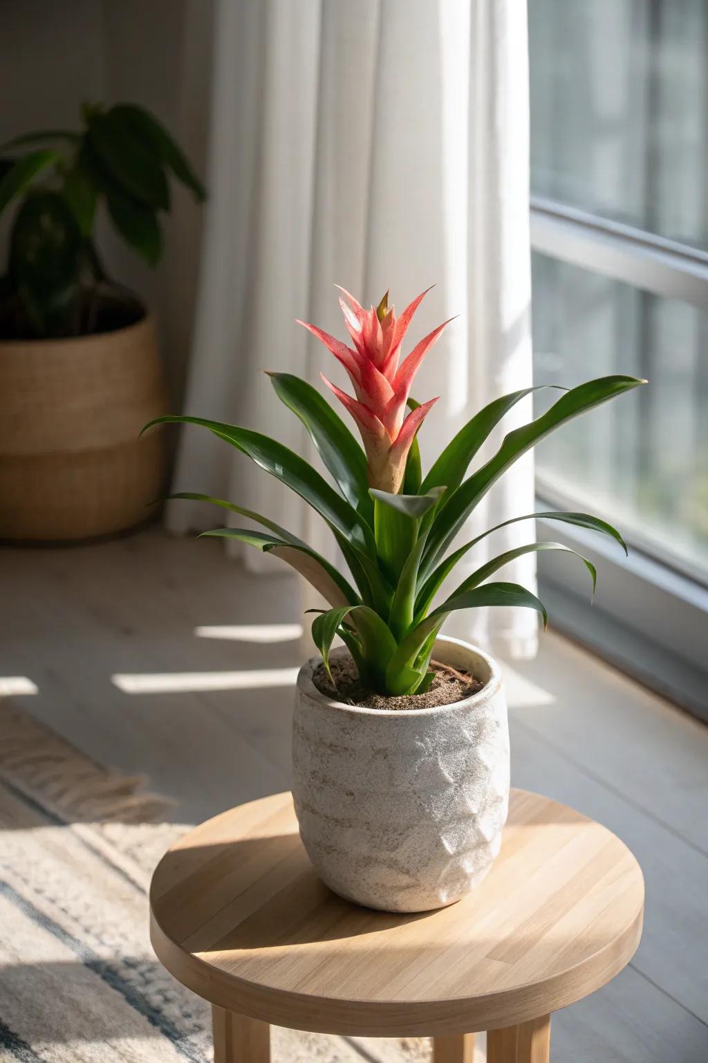 A bold bromeliad centerpiece adds punchy color to a calm, minimalist sunroom.