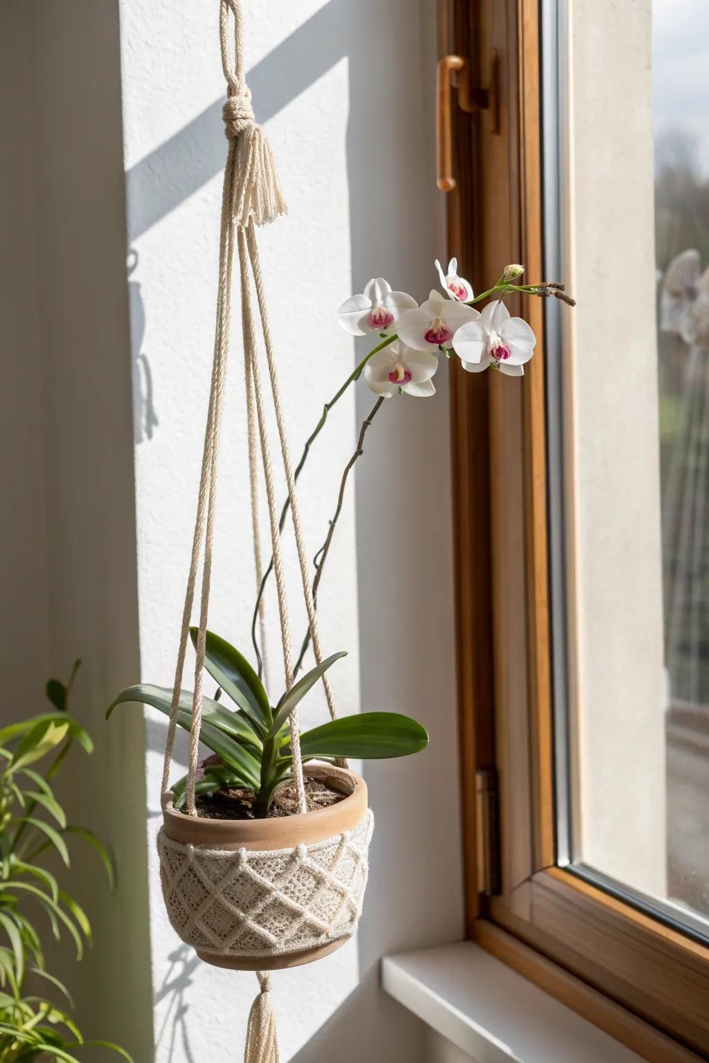 A hanging orchid by the window—floating blooms that instantly make a small room feel taller.