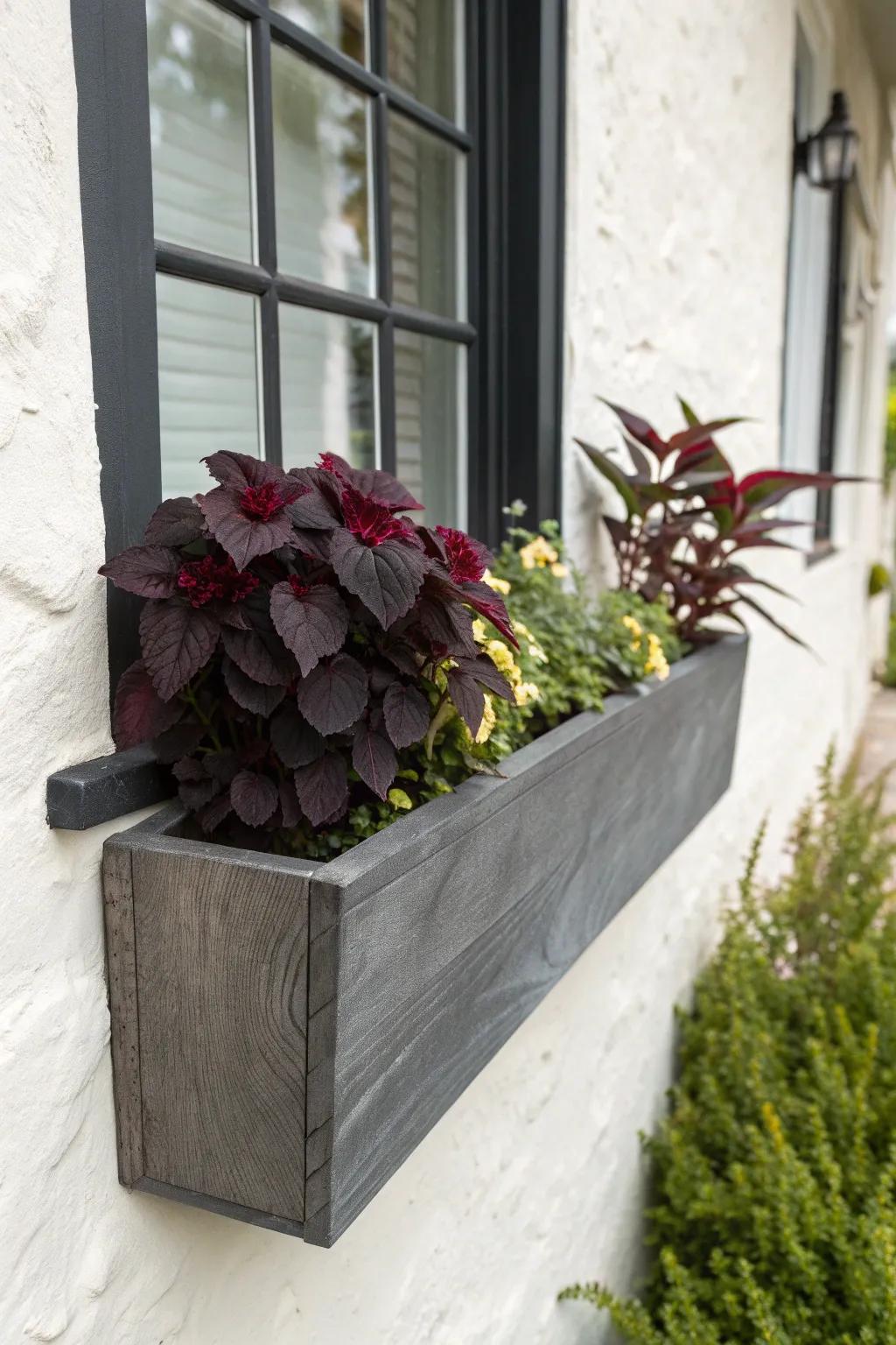 A moody summer window box: inky foliage with a few bright blooms—modern, artsy, chic.
