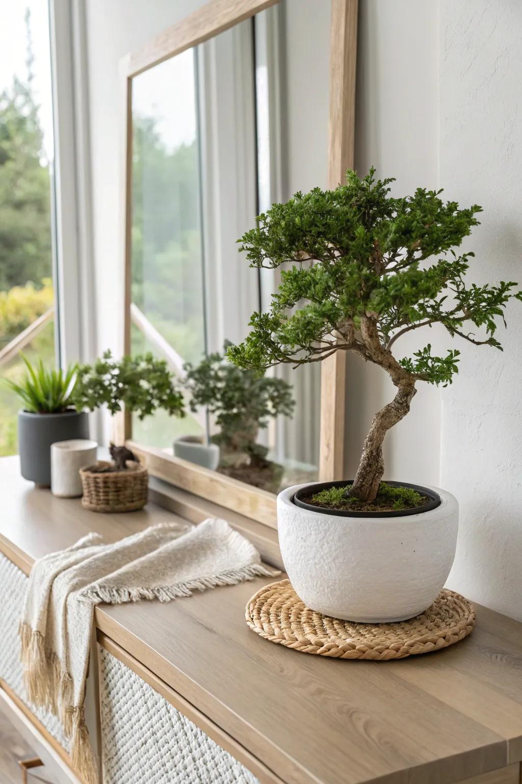 A mirror-backed bonsai creates a dreamy doubled garden—perfect depth for small spaces.