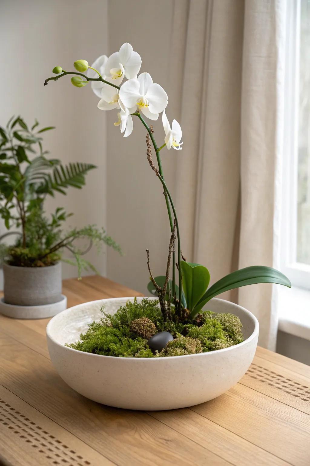 Orchid underplanting: a luxe ring of ferns and moss to fill the base beautifully.