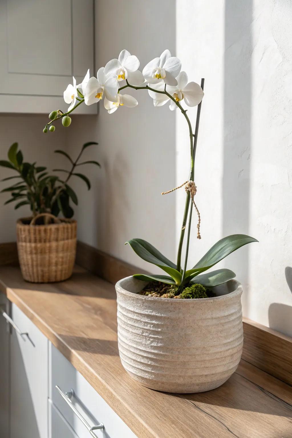 One large statement planter with a single orchid keeps a narrow kitchen counter calm and chic.