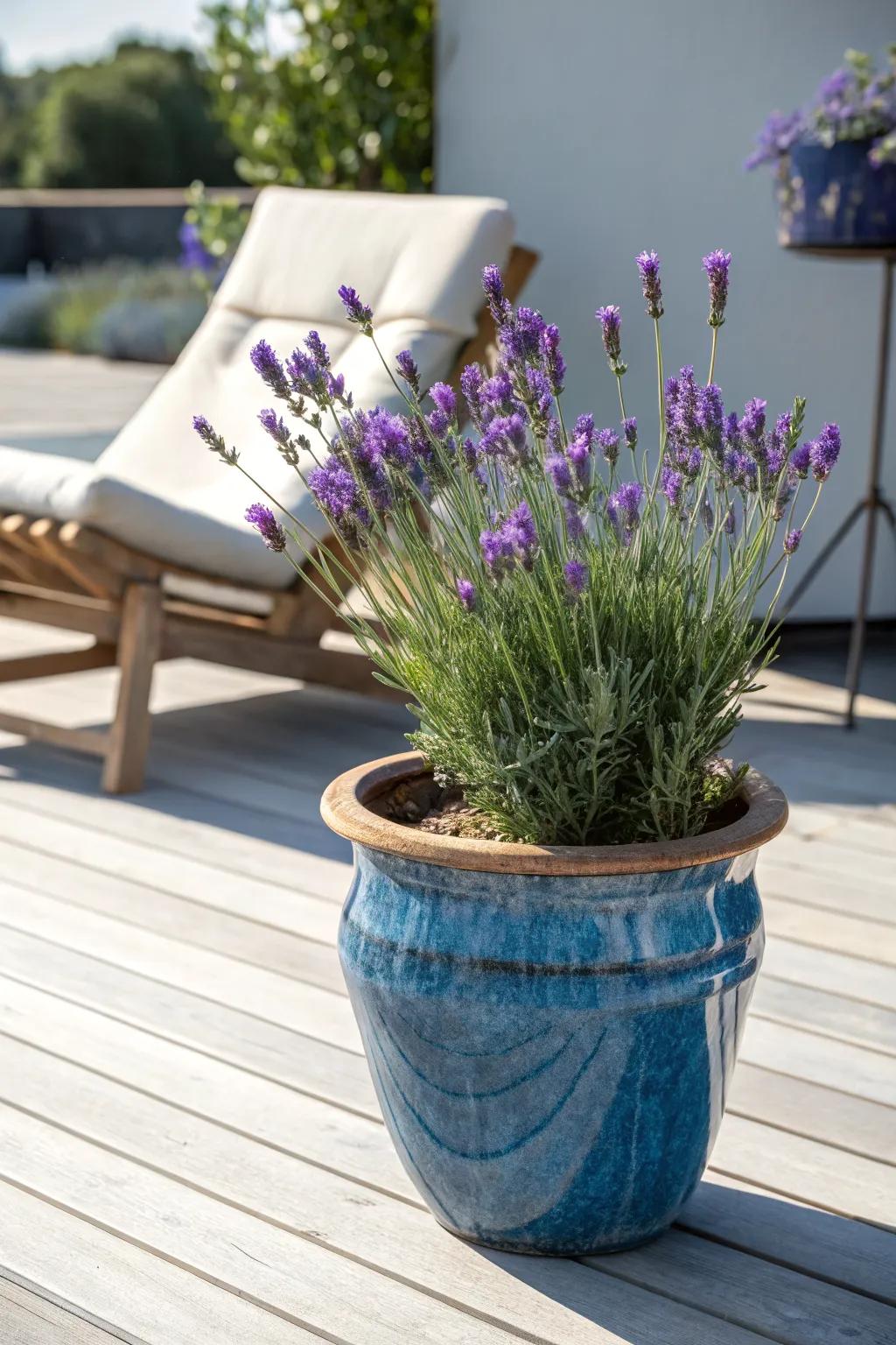 Place a single lavender pot beside your patio chair for instant scent and easy care.