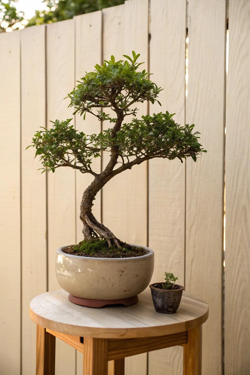 A plain privacy fence backdrop makes one bonsai pop—calm, minimal, and photo-ready.