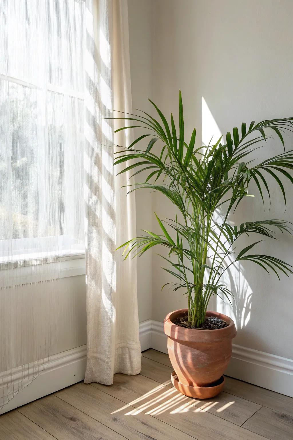 A potted palm adds instant resort energy—airy, sculptural, and perfect for small sunrooms.