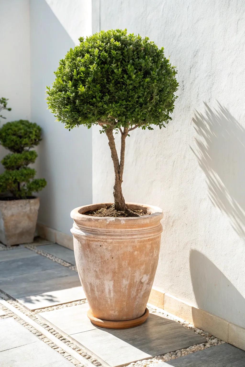 Compact dwarf shrubs keep small borders airy—beauty without constant pruning, all season.