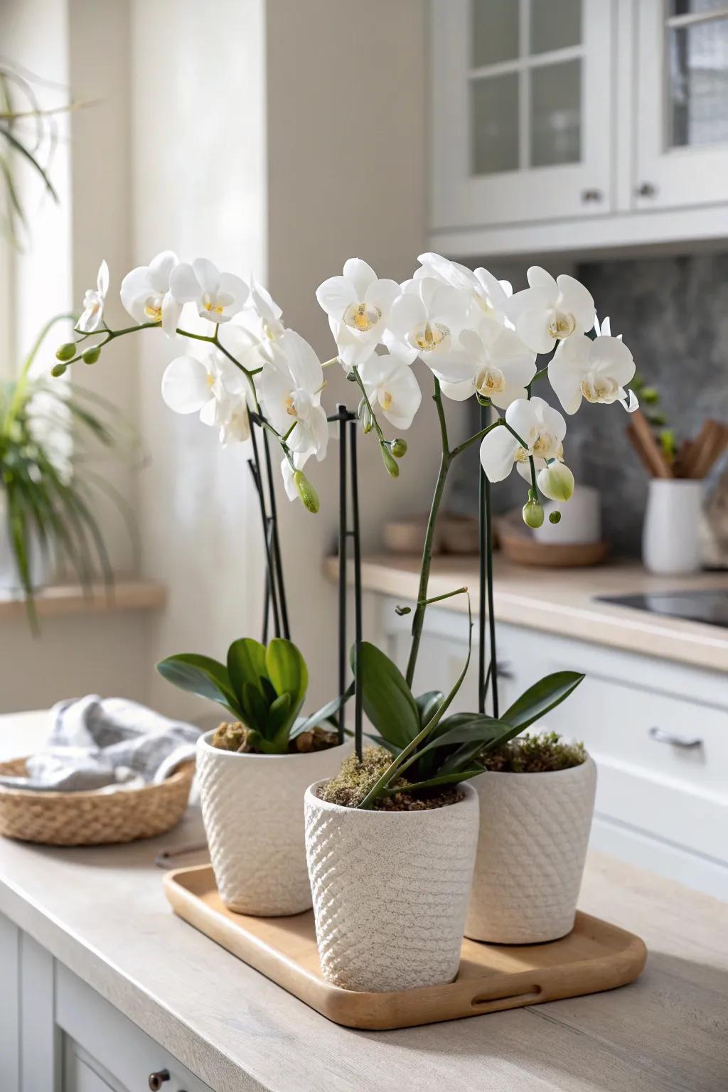 Cluster orchids on one end of the island—tall blooms in back for an open, finished look.